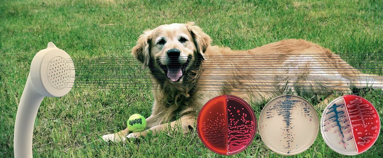 Исследование удаления бактерий с шерстного и кожного покровов собак