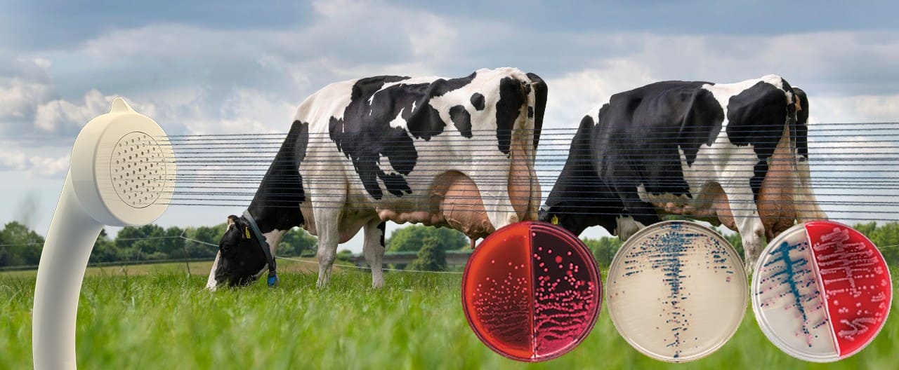 Исследование удаления бактерий с вымени коров